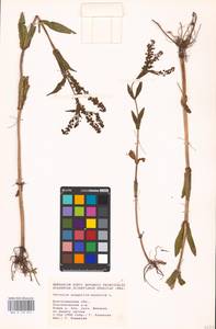 MHA 0 159 815, Veronica anagallis-aquatica L., Eastern Europe, Lower Volga region (E9) (Russia)