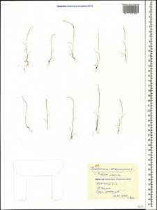 Festuca incurva (Gouan) Gutermann, Caucasus, Krasnodar Krai & Adygea (K1a) (Russia)