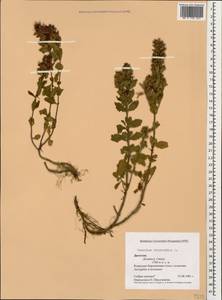 Teucrium chamaedrys L., Caucasus, Dagestan (K2) (Russia)