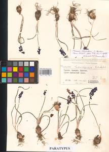Muscari armeniacum H.J.Veitch, Caucasus, Georgia (K4) (Georgia)