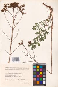 Hypericum perforatum L., Eastern Europe, Lower Volga region (E9) (Russia)