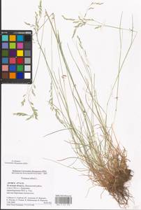 Festuca rubra L., Eastern Europe, Central region (E4) (Russia)