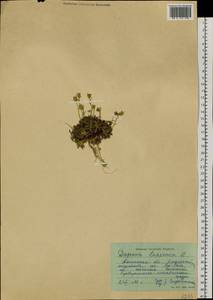 Diapensia lapponica L., Siberia, Western Siberia (S1) (Russia)
