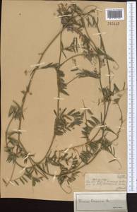 Vicia cracca L., Middle Asia, Muyunkumy, Balkhash & Betpak-Dala (M9) (Kazakhstan)