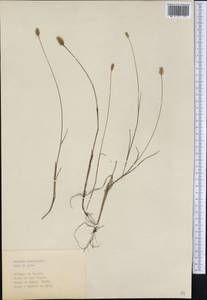 Setaria parviflora (Poir.) M.Kerguelen, America (AMER) (Cuba)
