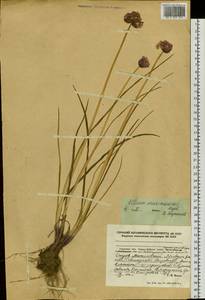 Allium maximowiczii Regel, Siberia, Russian Far East (S6) (Russia)