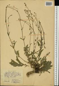 Gypsophila altissima L., Eastern Europe, Central region (E4) (Russia)