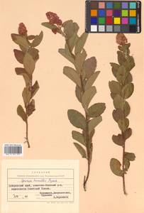 Spiraea salicifolia L., Siberia, Russian Far East (S6) (Russia)