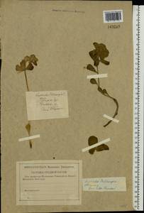 Euphorbia helioscopia L., Eastern Europe, North-Western region (E2) (Russia)