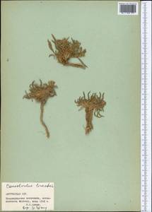 Convolvulus lineatus L., Middle Asia, Northern & Central Tian Shan (M4) (Kyrgyzstan)