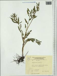 Oxybasis glauca (L.) S. Fuentes, Uotila & Borsch, Western Europe (EUR) (Germany)