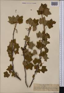Ribes meyeri Maxim., Middle Asia, Northern & Central Tian Shan (M4) (Kazakhstan)