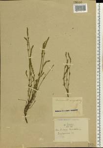 Crucianella angustifolia L., Eastern Europe (no precise locality) (E0) (Russia)
