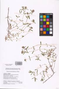MHA 0 157 234, Thymus pannonicus All., Eastern Europe, Central forest-and-steppe region (E6) (Russia)