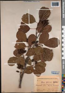 Alnus glutinosa (L.) Gaertn., Caucasus, Krasnodar Krai & Adygea (K1a) (Russia)