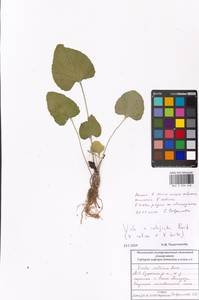 Viola ×interjecta Borbás, Eastern Europe, Moscow region (E4a) (Russia)