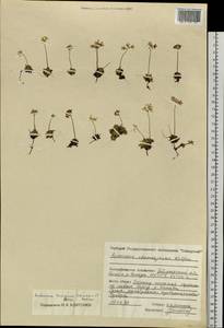 Androsace bungeana Schischk. & Bobrov, Siberia, Central Siberia (S3) (Russia)