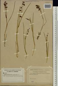 Scheuchzeria palustris L., Eastern Europe, Central region (E4) (Russia)