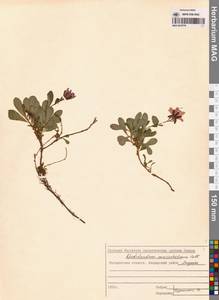 Rhododendron camtschaticum Pall., Siberia, Chukotka & Kamchatka (S7) (Russia)