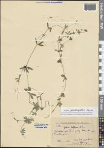 Galium triflorum Michx., Siberia, Russian Far East (S6) (Russia)