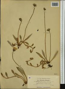 Pilosella officinarum Vaill., Western Europe (EUR) (France)