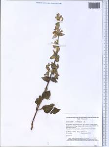 Salvia sclarea L., Middle Asia, Western Tian Shan & Karatau (M3) (Kyrgyzstan)