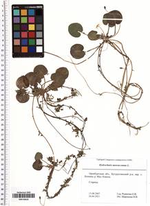 Hydrocharis morsus-ranae L., Eastern Europe, Eastern region (E10) (Russia)