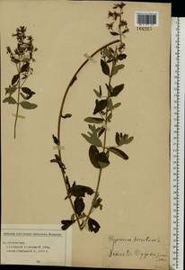 Hypericum hirsutum L., Eastern Europe, Central region (E4) (Russia)