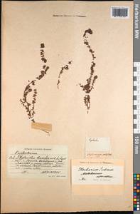 Synostemon bacciformis (L.) G.L.Webster, South Asia, South Asia (Asia outside ex-Soviet states and Mongolia) (ASIA) (India)