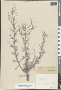 Artemisia nutans Willd., Eastern Europe, Central forest-and-steppe region (E6) (Russia)