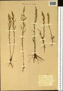 Artemisia scoparia Waldst. & Kit., Siberia, Baikal & Transbaikal region (S4) (Russia)