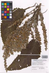 Verbascum lychnitis L., Eastern Europe, Rostov Oblast (E12a) (Russia)