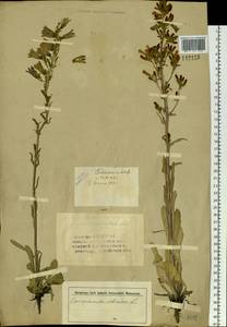Campanula sibirica L., Siberia, Altai & Sayany Mountains (S2) (Russia)