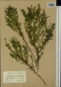 Genista germanica L., Eastern Europe, West Ukrainian region (E13) (Ukraine)