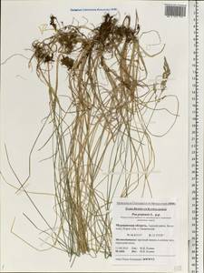 Poa pratensis L., Eastern Europe, Northern region (E1) (Russia)