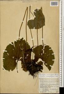 Caucasalia macrophylla (M. Bieb.) B. Nord., Caucasus, Georgia (K4) (Georgia)