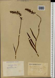 Gymnadenia conopsea (L.) R.Br., Eastern Europe, North Ukrainian region (E11) (Ukraine)