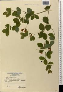 Lathyrus roseus Steven, Caucasus, South Ossetia (K4b) (South Ossetia)