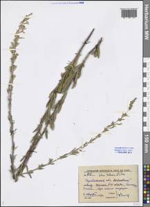 Silene tatarica (L.) Pers., Eastern Europe, Lower Volga region (E9) (Russia)