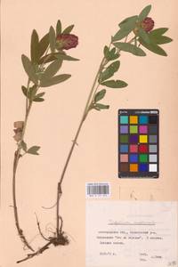 Trifolium medium L., Eastern Europe, Central forest-and-steppe region (E6) (Russia)