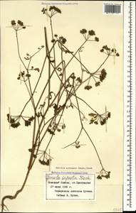 Torilis arvensis (Huds.) Link, Caucasus, Stavropol Krai, Karachay-Cherkessia & Kabardino-Balkaria (K1b) (Russia)