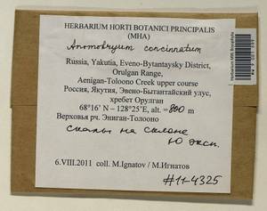 Anomobryum concinnatum (Spruce) A. Jaeger, Bryophytes, Bryophytes - Yakutia (B19) (Russia)