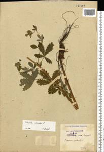 Potentilla intermedia L., Eastern Europe, Moscow region (E4a) (Russia)