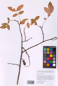Rosa acicularis Lindl., Eastern Europe, Central forest-and-steppe region (E6) (Russia)