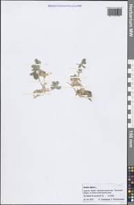 Arabis caucasica Willd., Caucasus, Armenia (K5) (Armenia)