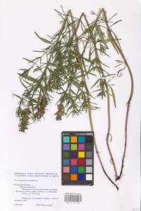 MHA 0 155 887, Dracocephalum ruyschiana L., Eastern Europe, Central region (E4) (Russia)