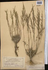 Artemisia sublessingiana (Keller) Krasch. ex Poljakov, Middle Asia, Syr-Darian deserts & Kyzylkum (M7) (Uzbekistan)