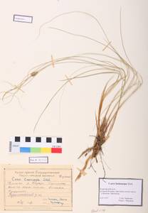 Carex lasiocarpa Ehrh., Siberia, Altai & Sayany Mountains (S2) (Russia)