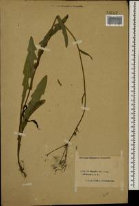 Sonchus, Eastern Europe, Central forest region (E5) (Russia)