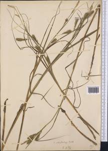 Carex atherodes Spreng., Middle Asia, Muyunkumy, Balkhash & Betpak-Dala (M9) (Kazakhstan)